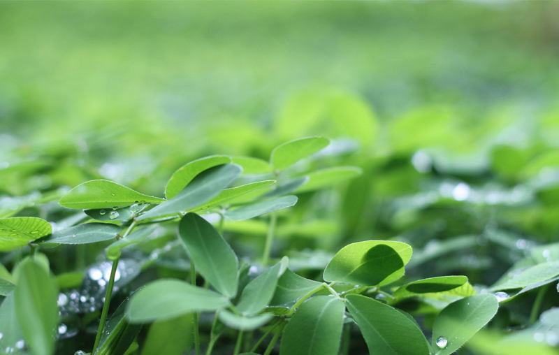 臭氧是如何杀菌的？